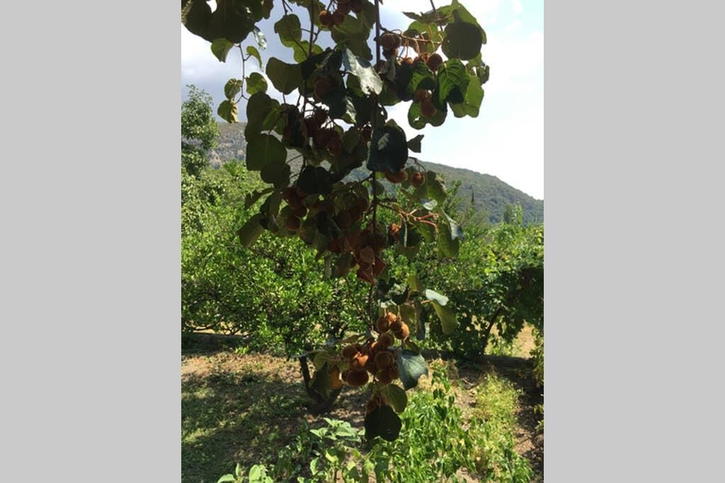 Апартаменты Old Fig Tree Holiday House Игало