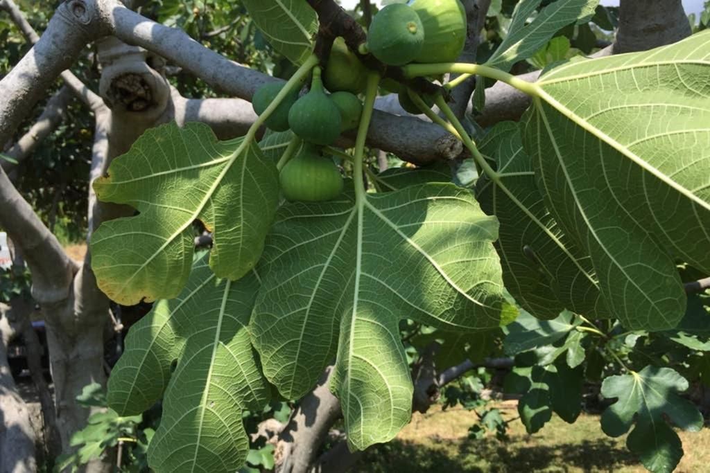 Апартаменты Old Fig Tree Holiday House Игало