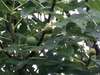 Апартаменты Old Fig Tree Holiday House Игало-0