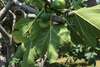 Апартаменты Old Fig Tree Holiday House Игало-5