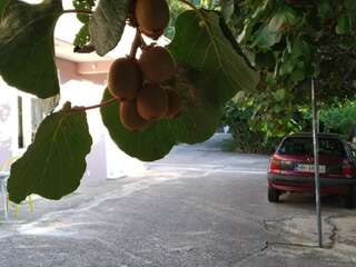 Апартаменты Old Fig Tree Holiday House Игало Апартаменты-106