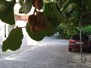 Апартаменты Old Fig Tree Holiday House Игало Апартаменты-39