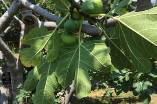 Апартаменты Old Fig Tree Holiday House Игало Апартаменты-6