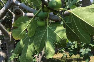 Апартаменты Old Fig Tree Holiday House Игало Апартаменты-67
