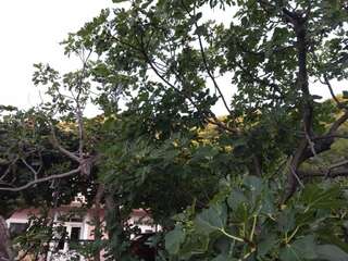 Апартаменты Old Fig Tree Holiday House Игало Апартаменты-83
