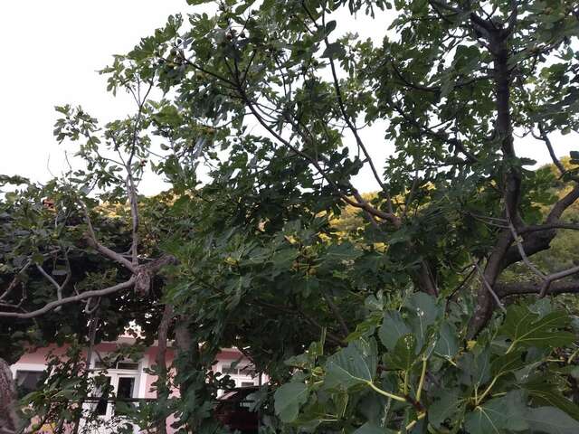 Апартаменты Old Fig Tree Holiday House Игало-5